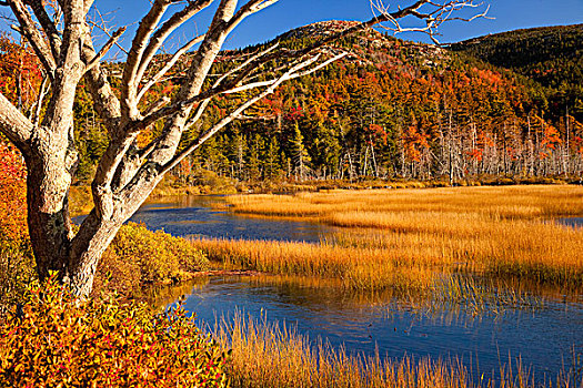 秋色,水塘,阿卡迪亚国家公园,缅因,美国