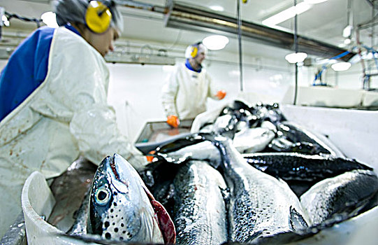 新鲜,大西洋鲑鱼,海鲜,设施,奎德拉岛,不列颠哥伦比亚省,加拿大
