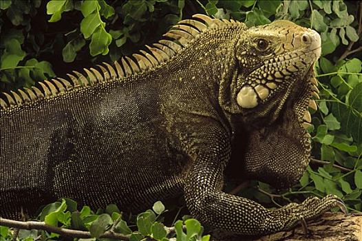 绿鬣蜥,肖像,生态系统,巴西