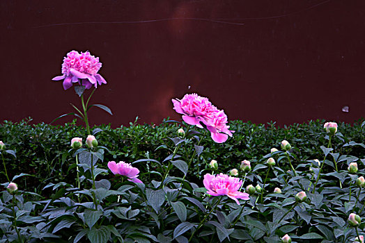 美丽芍药,芍药花