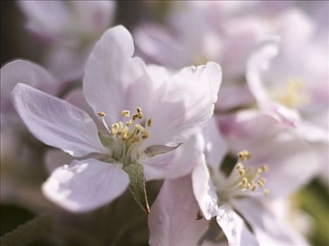 苹果花