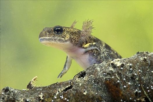 火蜥蜴,真螈,幼小,水下,法国