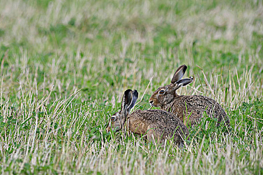 两个,野兔,下萨克森,德国,欧洲