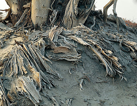 新疆沙漠中的不烂的胡杨根