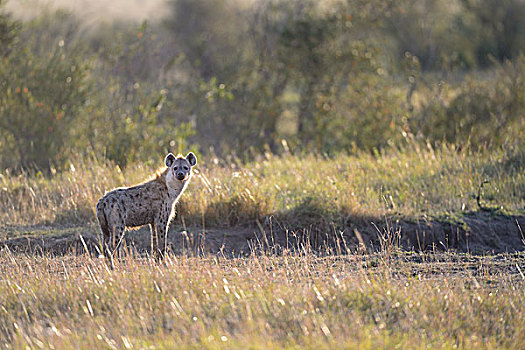 斑鬣狗,笑,鬣狗,早晨,逆光,马赛马拉国家保护区,肯尼亚,非洲