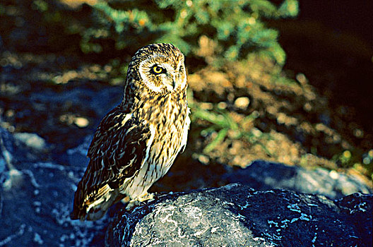 成年,短耳鸮,北方,艾伯塔省,加拿大