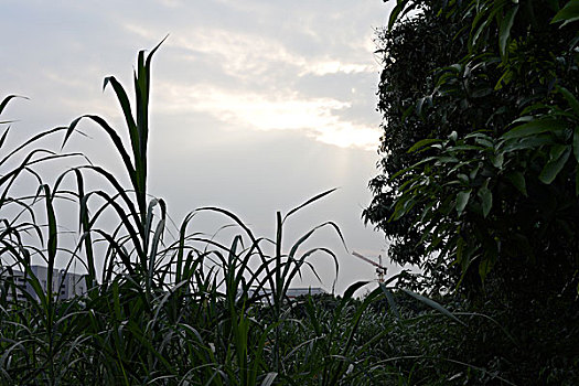 草地上偶遇丁达尔现象