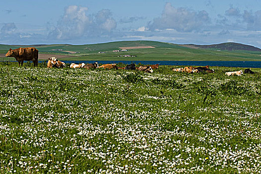 草地,放牧,母牛,奥克尼群岛,苏格兰,英国,欧洲