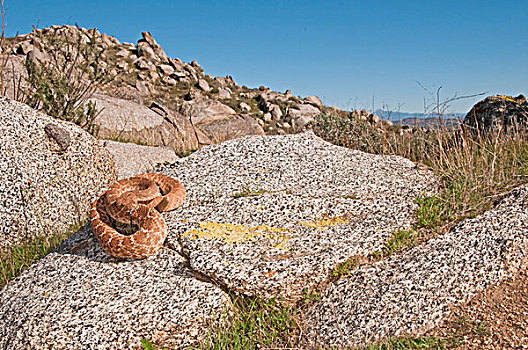 响尾蛇,响尾蛇属,河滨县,加利福尼亚,美国