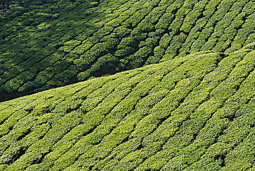 茶园,靠近,喀拉拉,印度南部,印度,亚洲