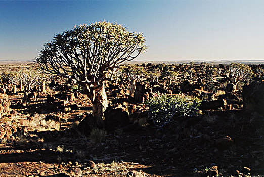 纳米比亚,中心,高原,区域,箭筒树,二歧芦荟,抖树,荒芜,大幅,尺寸