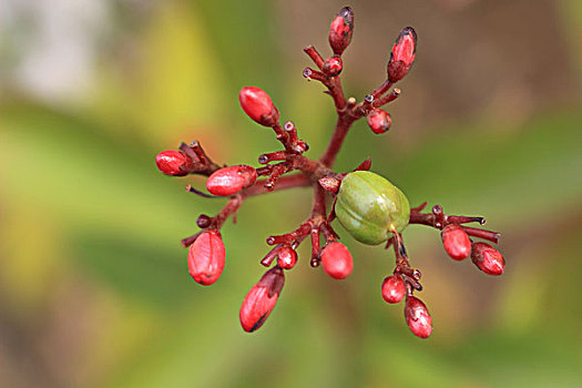 变叶珊瑚花