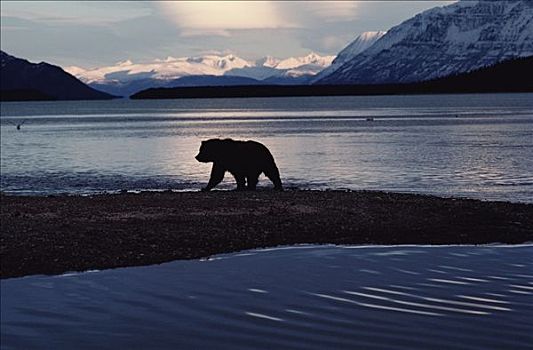 大灰熊,棕熊,走,海岸线,阿拉斯加