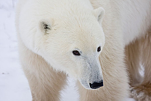 北极熊,特写,丘吉尔市,野生动物,管理,区域