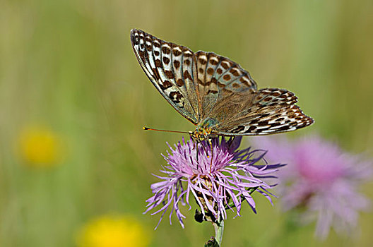 豹纹蝶,品种,中间,生物保护区,中心,区域,萨克森安哈尔特,德国,欧洲