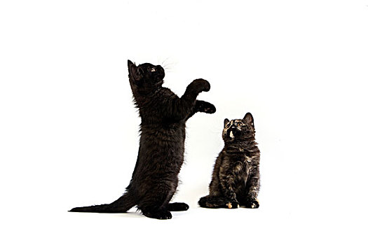 黑色,英国短毛猫,小猫,玩,后腿站立