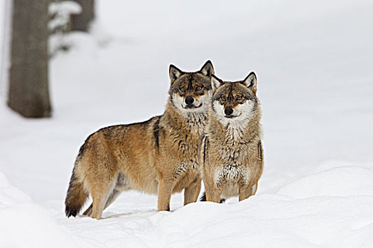 两个,狼,冬天,巴伐利亚森林国家公园,巴伐利亚,德国