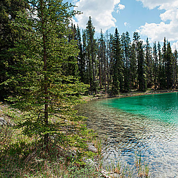 湖,围绕,树,碧玉国家公园,艾伯塔省,加拿大