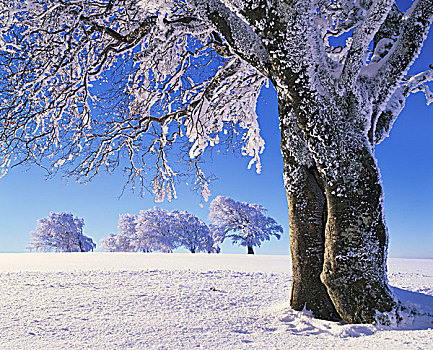 冬季风景,树,积雪