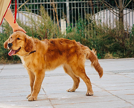 金毛猎犬