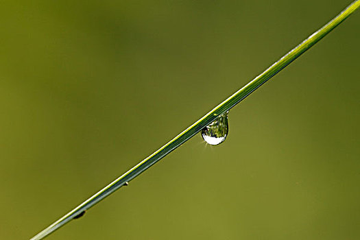 水滴,草地,茎