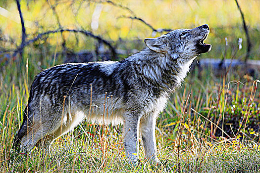 野生,灰狼,狼,幼仔,叫喊,小,草地,北方针叶林,加拿大西部