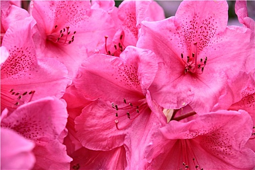 粉色,杜鹃花属植物