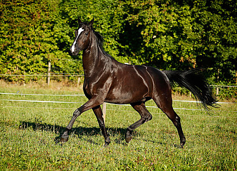 黑色,马,巴登符腾堡,快跑,草地