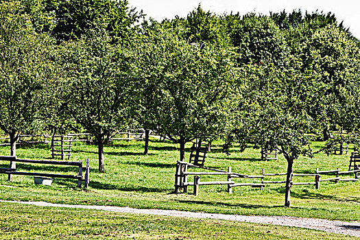 果园,果树,木篱