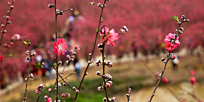 桃花,盛开