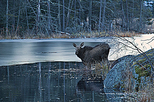 驼鹿,幼兽,水塘,阿尔冈金省立公园,安大略省,加拿大