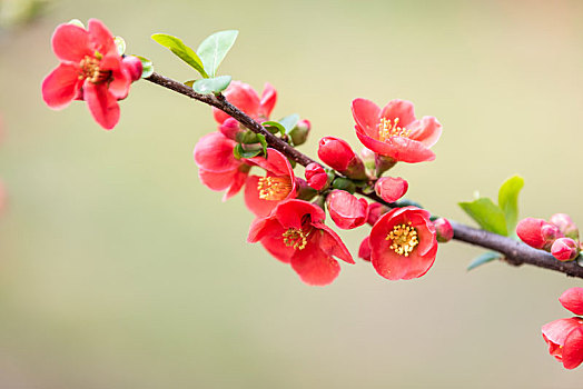 济南百花公园的各种花儿