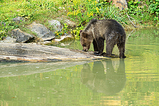 幼兽,棕熊,反射,水,俘获,瑞士,欧洲