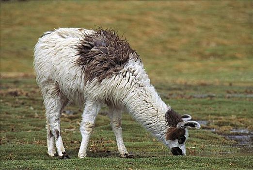 羊驼,哺乳动物,放牧,拉乌卡国家公园,智利,南美,动物