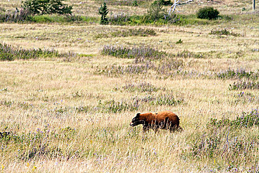 桂皮,熊,瓦特顿湖国家公园,艾伯塔省,加拿大