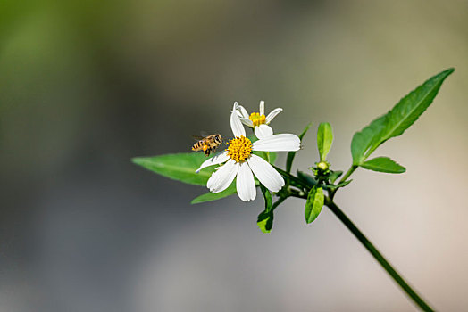 白菊花上的蜜蜂