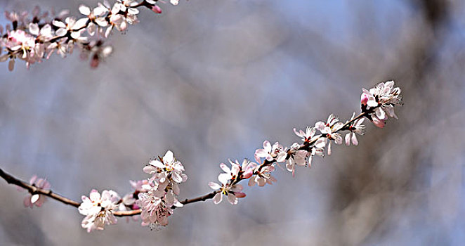 清明时节