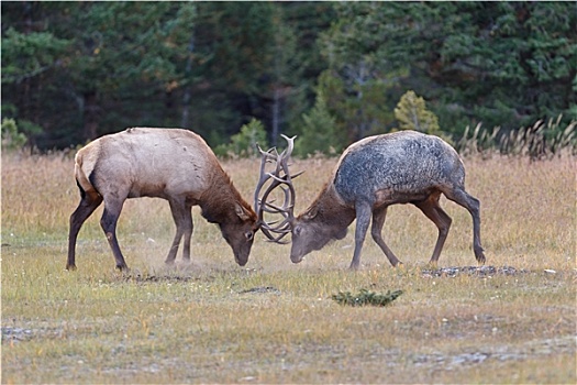 雄性动物,麋鹿,争斗
