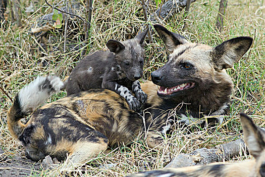 非洲野狗,非洲野犬属,星期,老,幼仔,攀登,成年,北方,博茨瓦纳