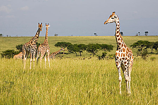 罗特希尔德,长颈鹿,濒危,国家,公园,乌干达,非洲
