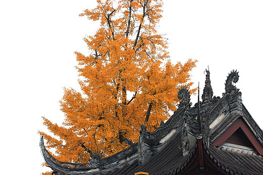 成都温江,文庙的,古银杏树