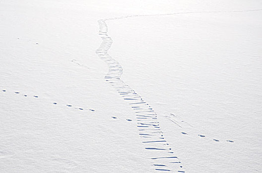 雪地足迹