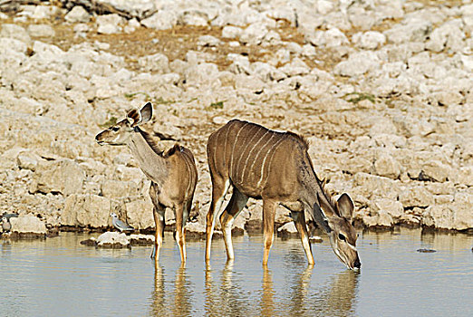 大捻角羚,女性,幼兽,水坑,斑鸠,后面,埃托沙国家公园,纳米比亚,非洲