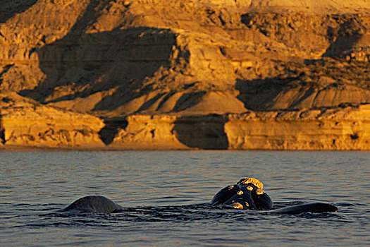 南露脊鲸,平面,靠近,海岸,瓦尔德斯半岛,阿根廷