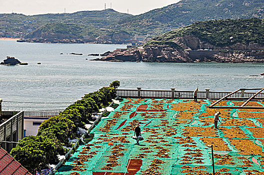 夏天嵊山岛上晒贻贝