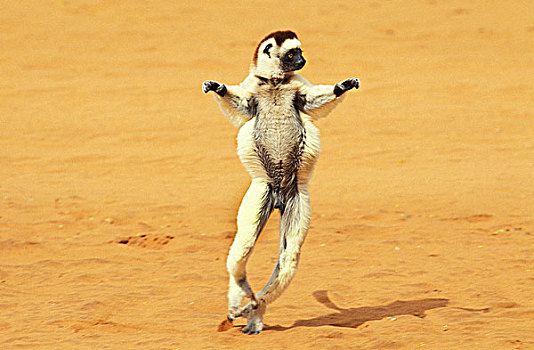 马达加斯加狐猴,维氏冕狐猴,雄性,蹦跳,地面,马达加斯加