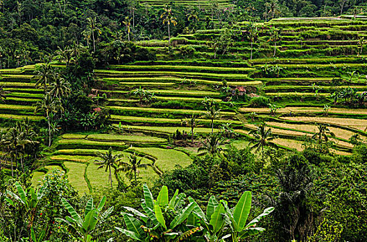 稻田,巴厘岛