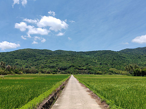 稻田山景