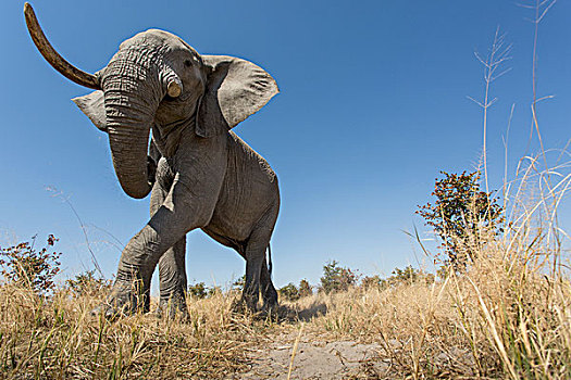 非洲,博茨瓦纳,乔贝国家公园,仰视,非洲象,走,游戏,小路,萨维提,湿地