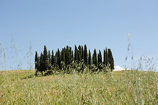柏树,燕麦,地点,瓦尔道尔契亚,意大利